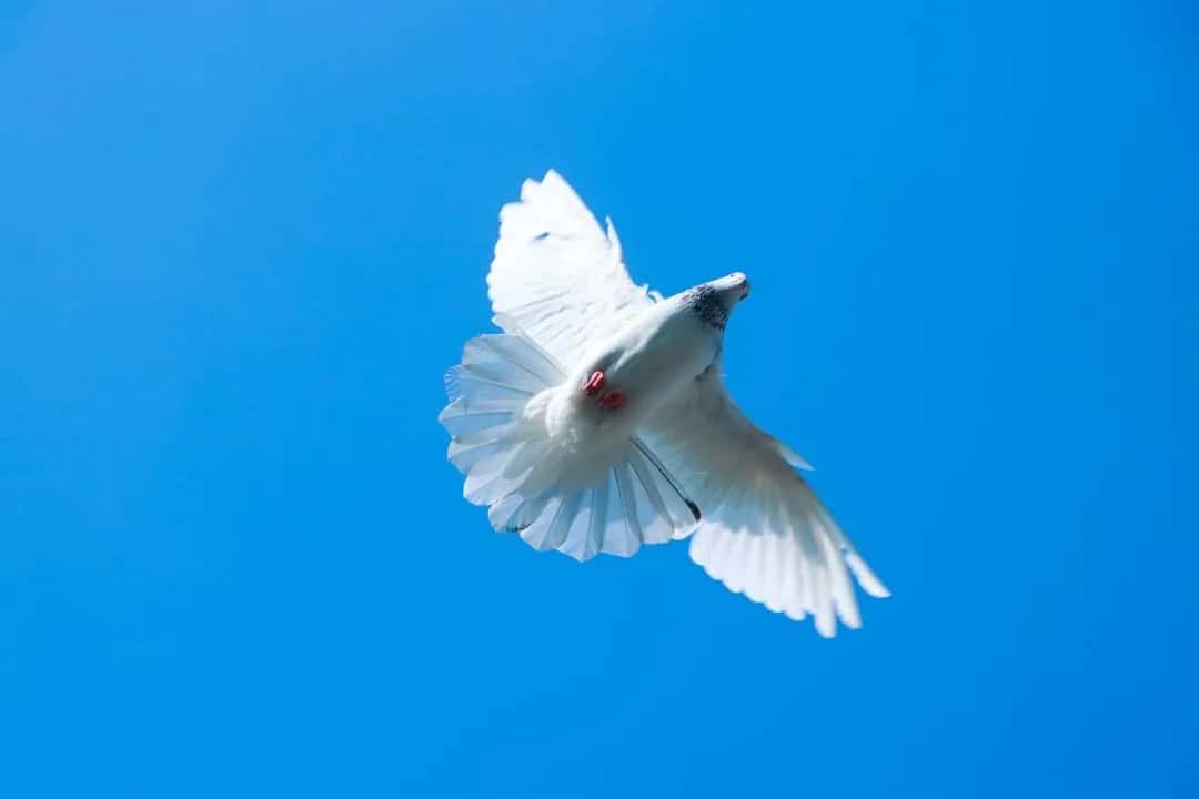 Duif als symbool van vrede - dagelijkse bijbelse overdenking en reflectie
