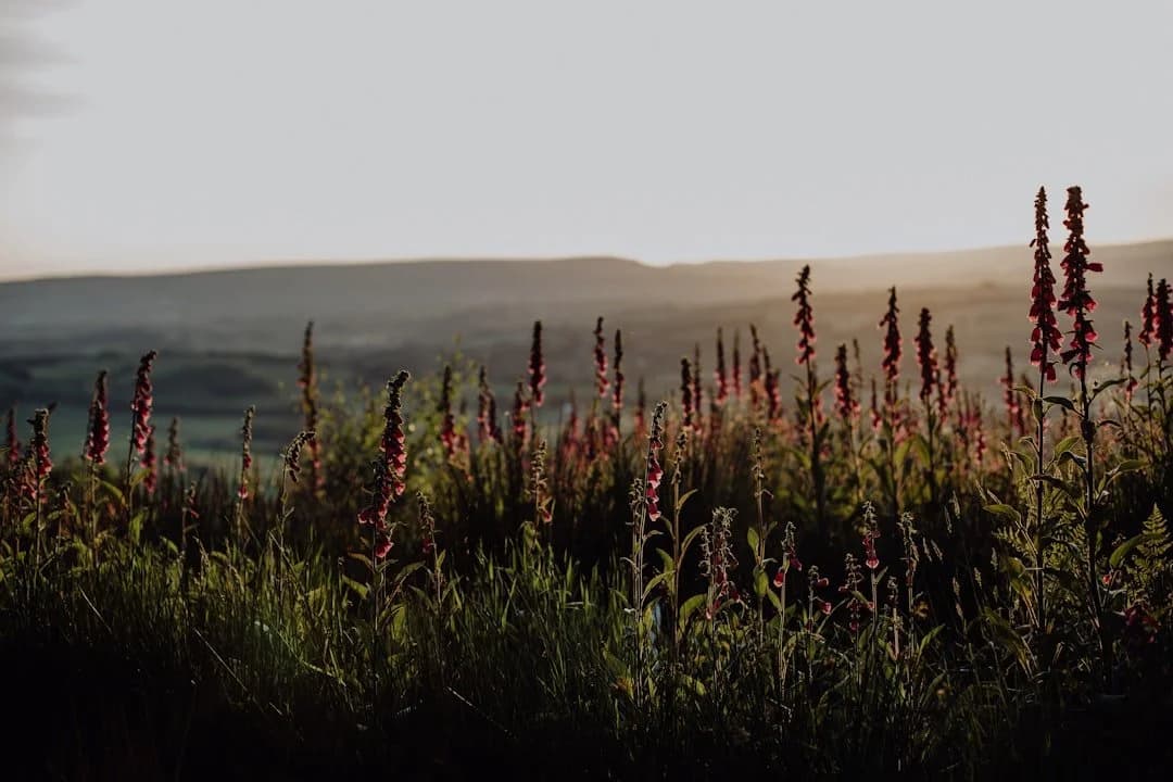 De Bijbel en de Natuur: Gods Schepping Ontdekken